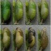 pol icarus pupa8 volg4